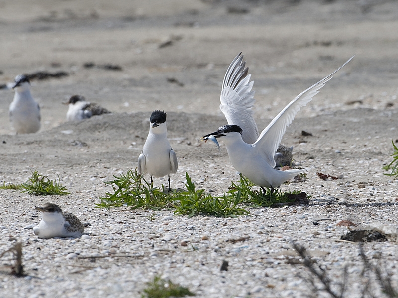 Sterna sandvicensis Sandwich Tern Grote Stern